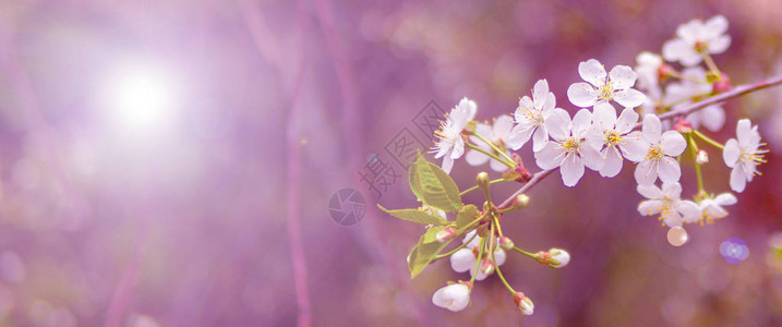 阳光下的粉色樱花图片