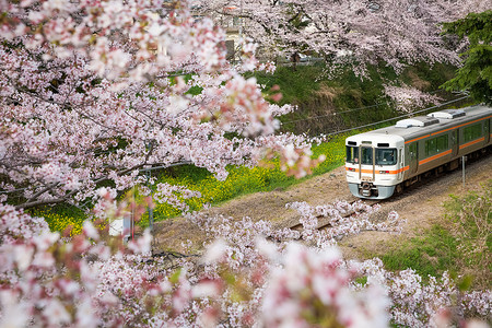 在樱花林行驶的火车图片