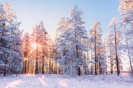 冬天的松林日落时阳光照在日落叶上天空图片