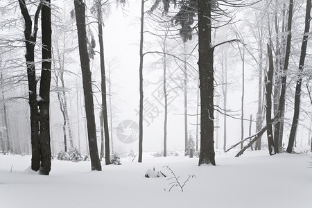 美景的冬季风景在波兰白斯基德山Szyndzielnia和Kl图片