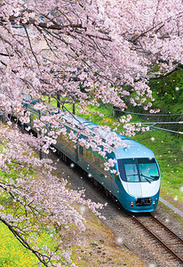 樱花间行驶的电车图片