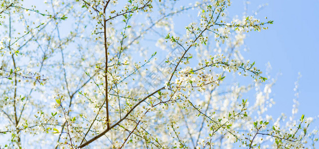 春天绿色的枝条图片