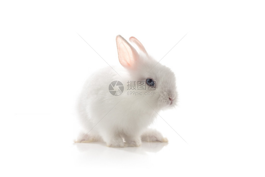 白背景的白兔Studi图片