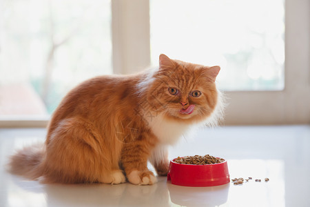 吃干猫粮的波斯猫背景图片