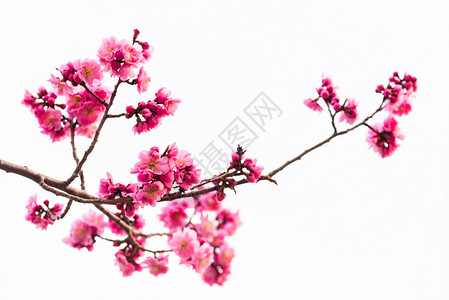 美丽的粉红樱桃花白图片