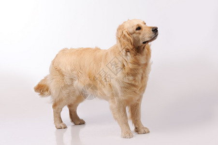 灰色背景中孤立的纯种金毛猎犬图片