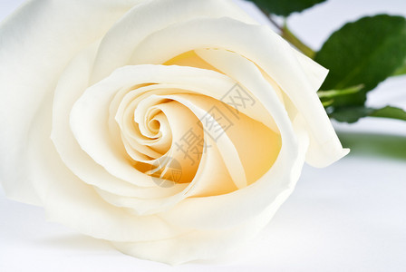 白玫瑰的特写背景图片