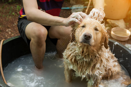 洗澡狗金毛洗澡用肥皂和水洗头图片