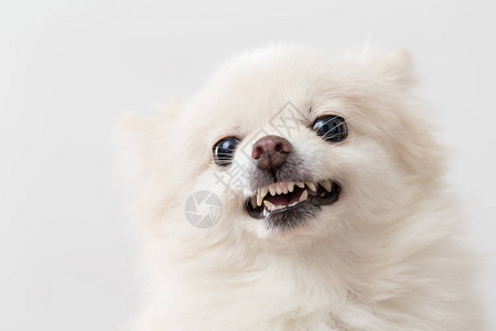 白色愤怒的博美犬图片
