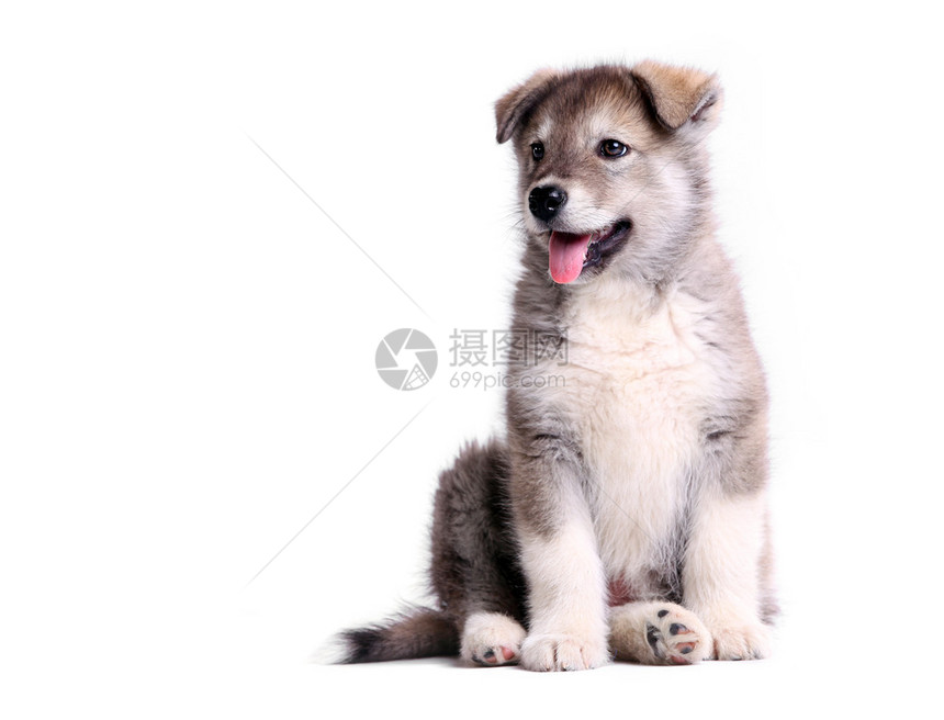 阿拉斯加的马拉穆特小狗被图片