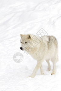 北极野狼Canislupusarctos在图片