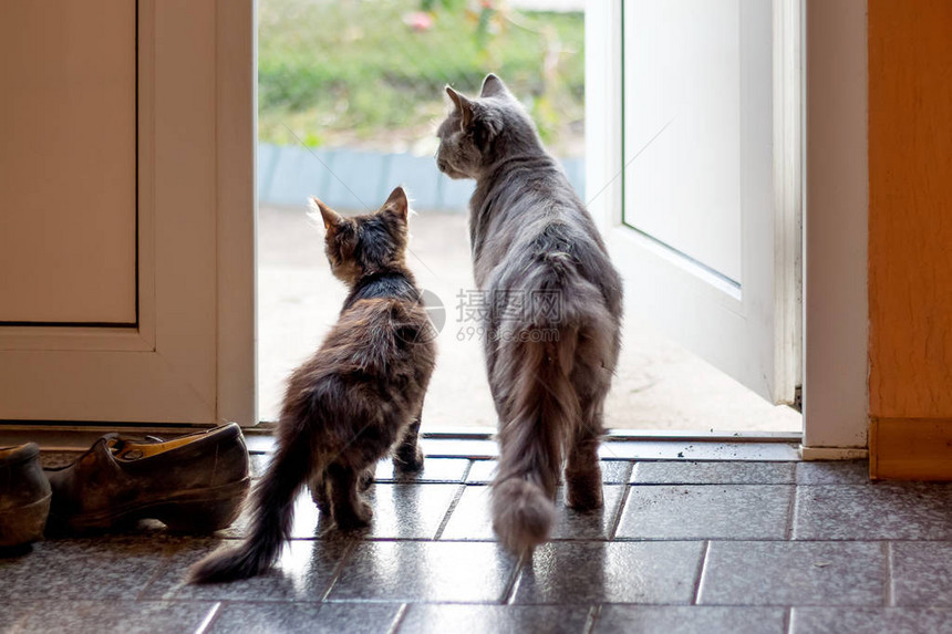 两只猫站在开着门前的房间里看着街上