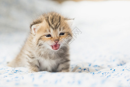 可爱的虎斑小猫坐在床上图片