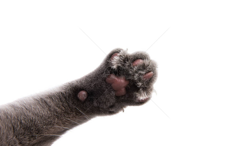白色背景上的灰色猫爪图片