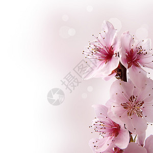 浅色背景上的粉红色桃花图片