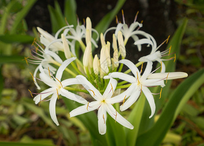 白蜘蛛百合花植物或树脂类亚异氨基从夏威夷毛伊岛的灯图片