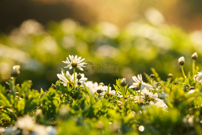 美丽的白色海葵花与散景在早上图片
