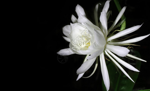 夜间花朵稀植物高清图片素材