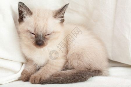 睡觉的暹罗猫图片