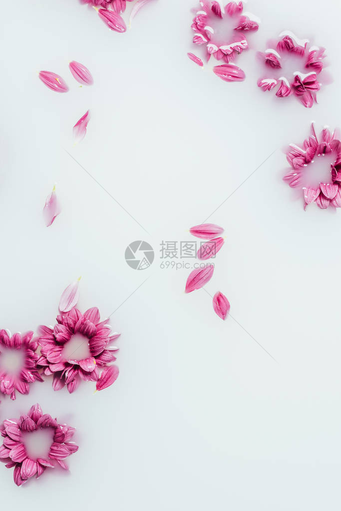 美丽的粉红菊花和奶面花图片