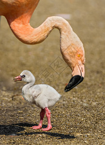 美国火烈鸟Phoenicopterusrubeer的婴儿图片