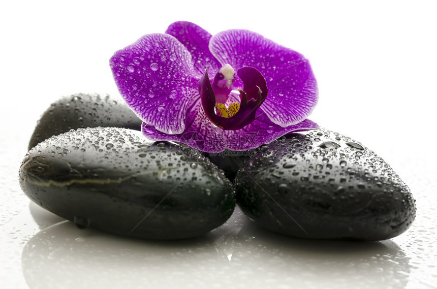紫罗兰花在黑色温泉石上的图片