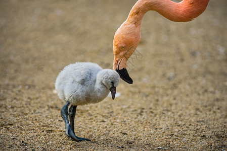 美国火烈鸟Phoenicopterusrubeer图片