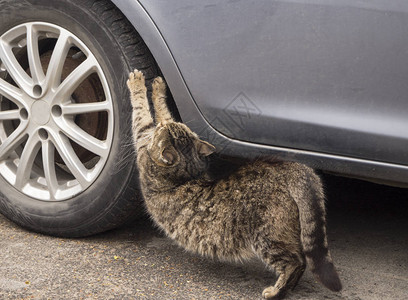 猫抓汽车轮胎磨爪子图片