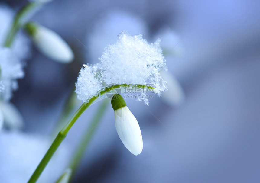 带雪晶帽的雪滴图片