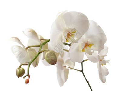 白色背景上的兰花蝴蝶兰图片