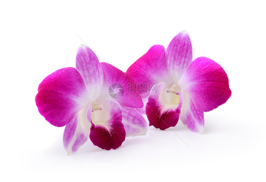 白色背景的紫兰花图片
