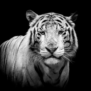 黑白虎图片