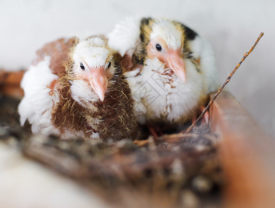 巢中的两只小鸡鸽子图片