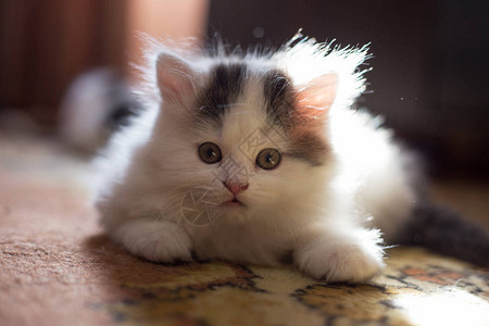 毛茸的白色小猫图片