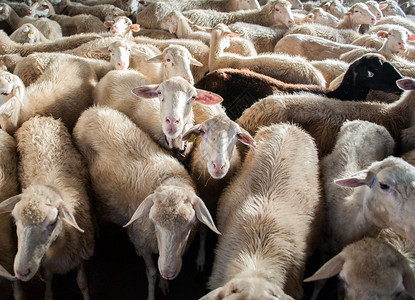 生产和羊毛的羊场图片