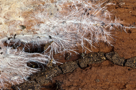木头上的真菌菌丝体图片