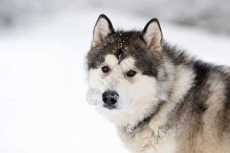 雪橇犬在冬天背景图片
