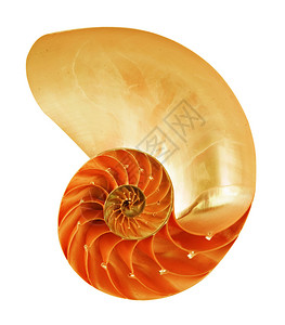 鹦鹉螺壳背景图片