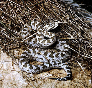 西伯利亚毒蛇图片