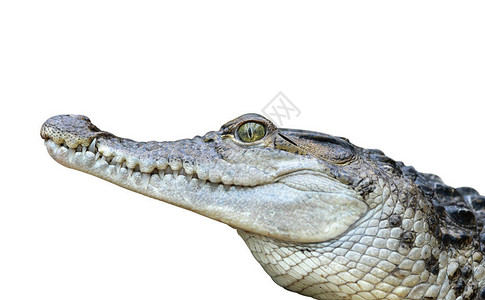 淡水鳄鱼Crocodylusmindorensis与图片