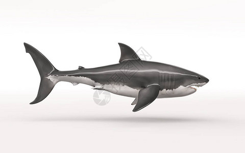 白色背景上的白鲨这是一个3d渲染插图图片