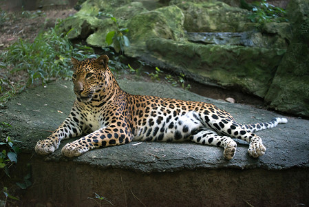 豹Pantherapardus躺在地板上图片