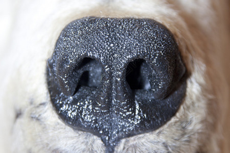 北极熊的鼻子特写视图图片