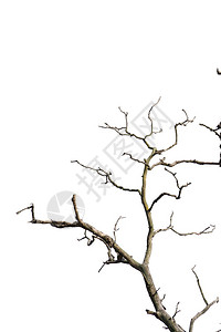 死树的枝在白色上被隔离背景图片