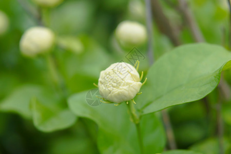 茉莉花图片