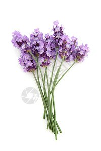 在白色背景上隔绝的花朵是紫色图片
