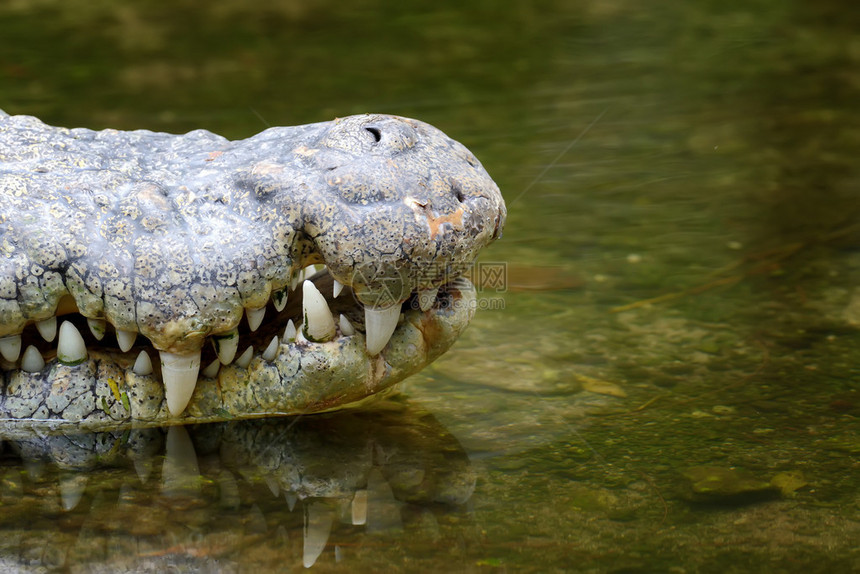 鳄鱼头在水中肯尼亚国图片