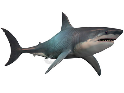 巨龙是一种灭绝的巨齿鲨鱼它存在于史前时代从奥利戈森到白鲸背景图片