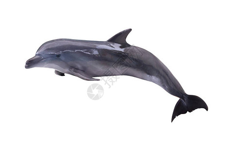 白色背景上孤立的灰色海豚图片