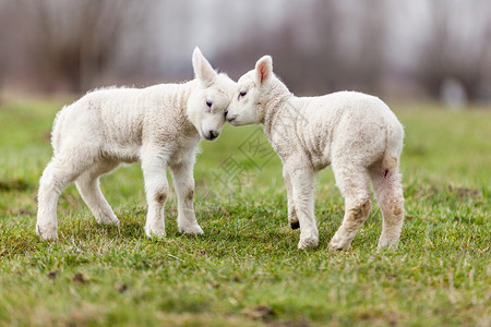 农场的幼羊图片